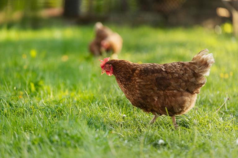 Photo illustrant une poule pondeuse