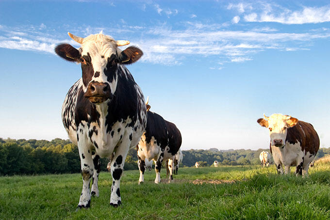 Photo d'illustration d'une vache normande