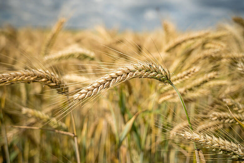Photo illustrant un champ de blé
